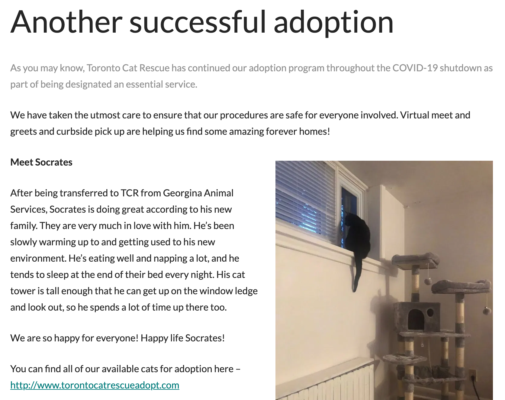 toronto cat rescue blog toronto cat rescue blog